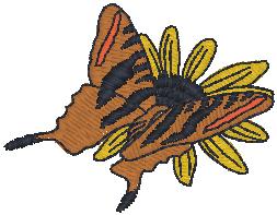 butterfly_pxf
