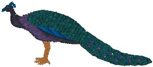 peacock_pxf
